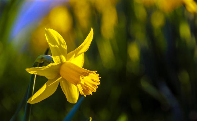 Your Pictures: Spring