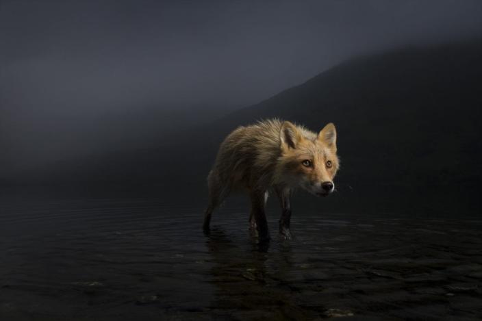 fox creeps through dark shallow waters