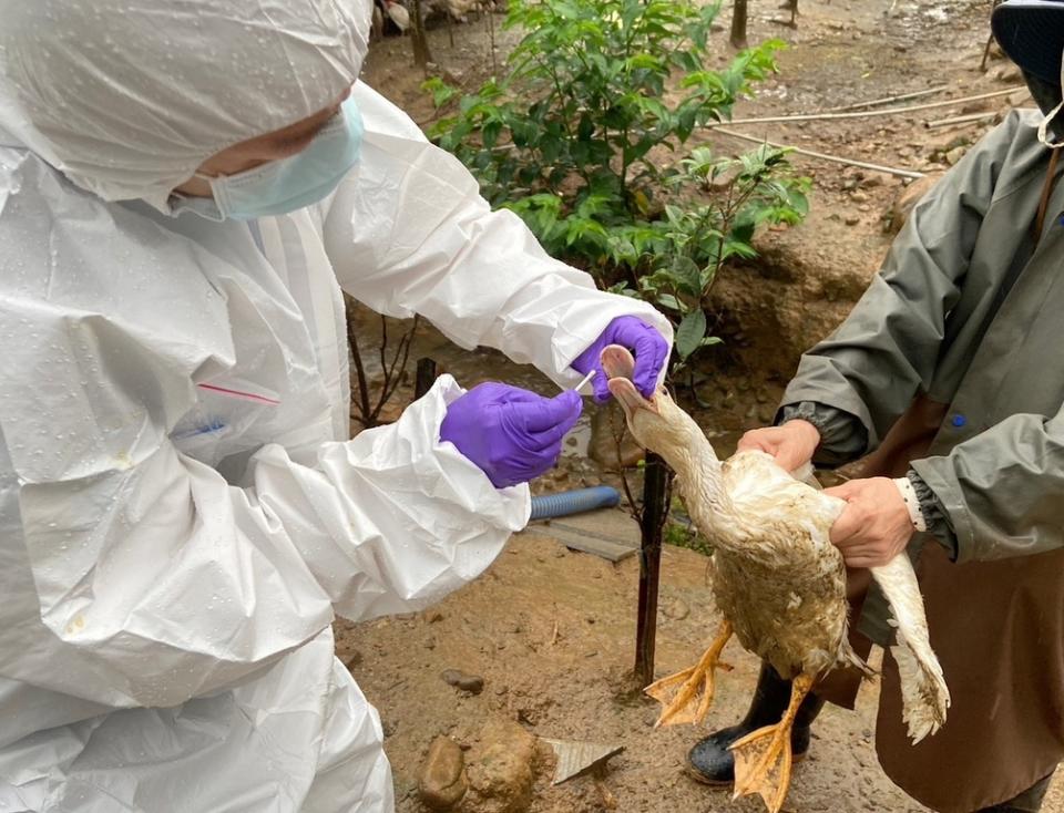 《圖說》新北市動保處針對新店山區非法養禽場進行禽流感快篩採檢。〈農業局提供〉