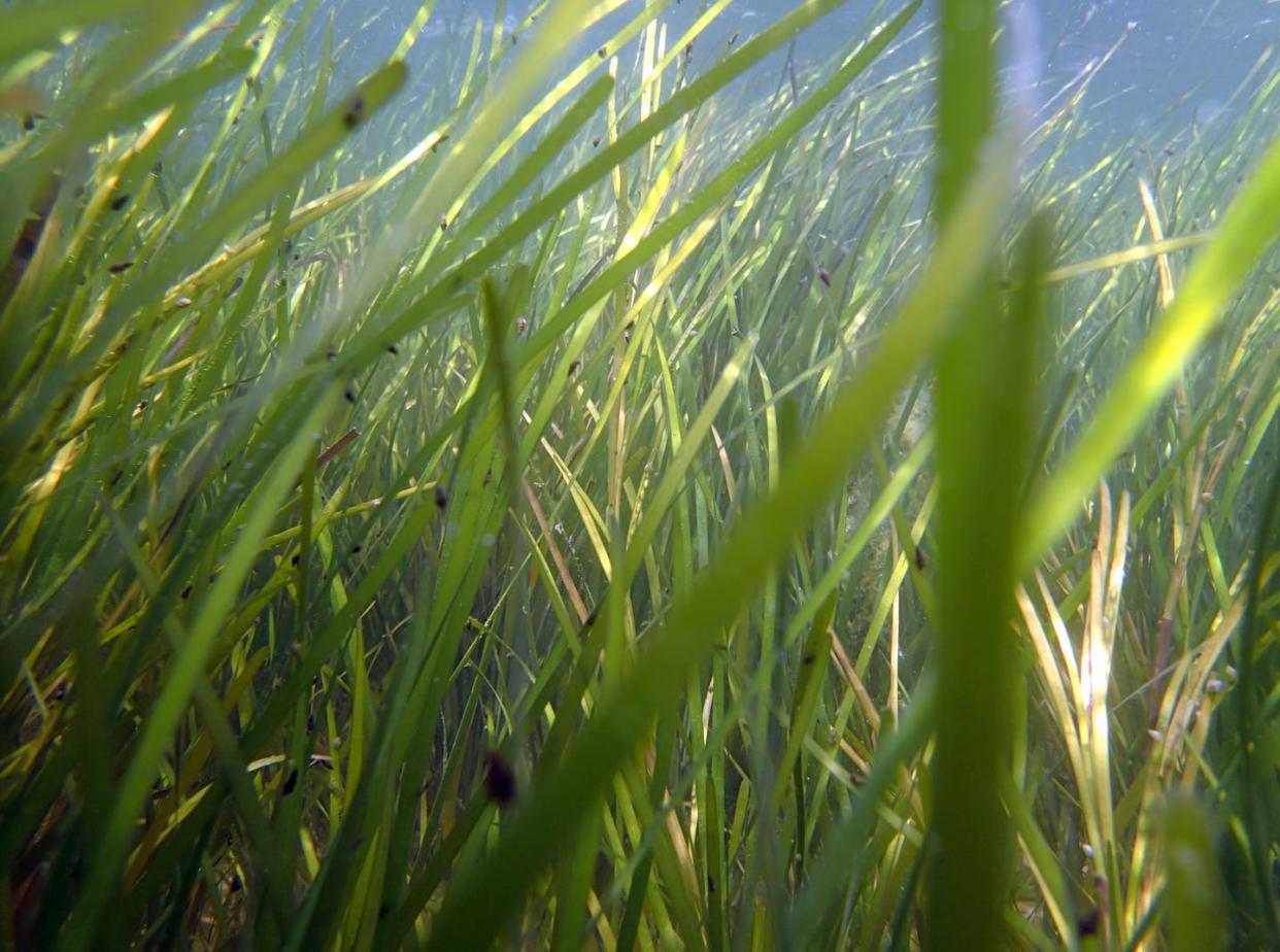 <span class="caption">Eelgrasses covered with small snails, which keep the leaves clean by feeding on algae that live on them.</span> <span class="attribution"><span class="source">Jonathan Lefcheck</span>, <a class="link " href="http://creativecommons.org/licenses/by-nd/4.0/" rel="nofollow noopener" target="_blank" data-ylk="slk:CC BY-ND;elm:context_link;itc:0;sec:content-canvas">CC BY-ND</a></span>