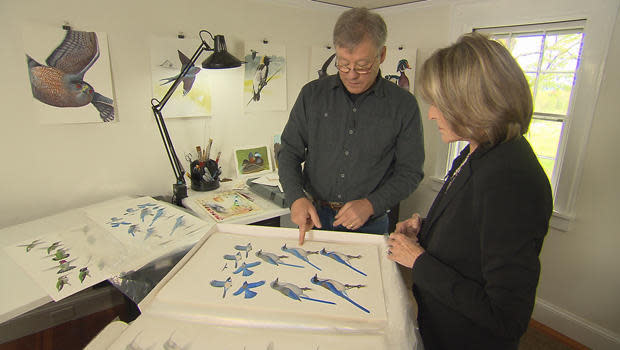 Artist David Sibley shows correspondent Rita Braver illustrations of western jays. / Credit: CBS News