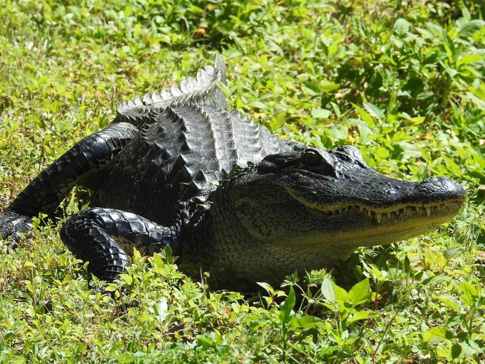 Four men are facing felony charges for alligator poaching in Florida. The state’s alligator hunting season runs Aug. 15 through Nov. 1 and allows for only 7,000 permits, according to the Florida Fish and Wildlife Conservation Commission.