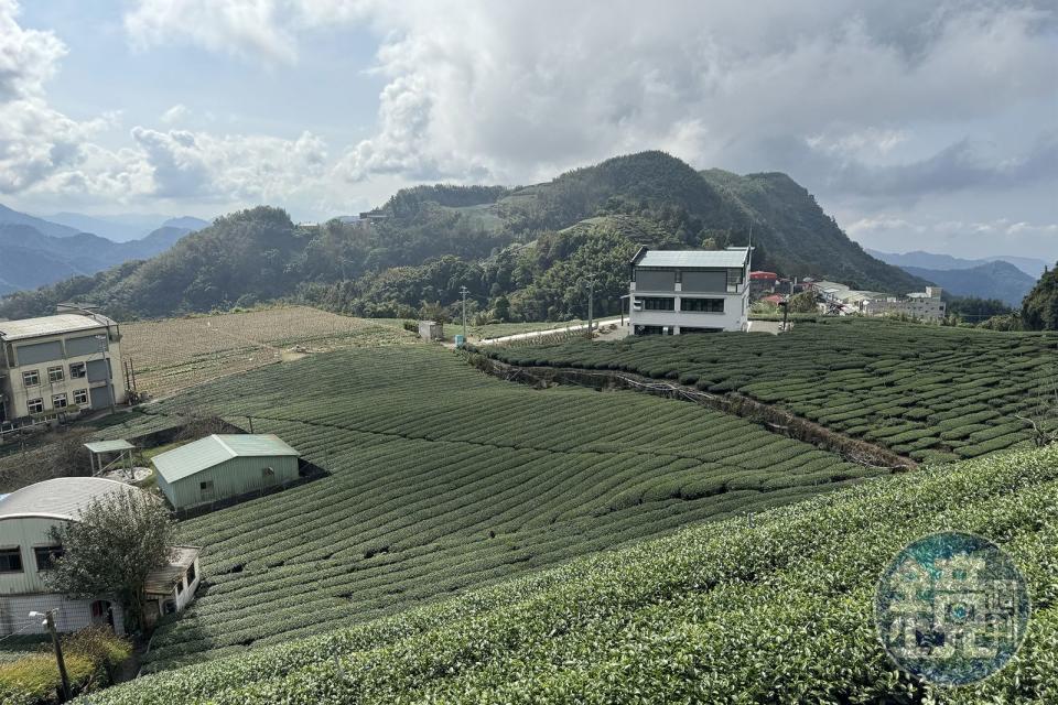 從茶園制高點可欣賞到阿里山石棹地區仙境般的風景。