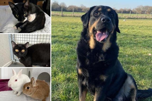 These 5 animals from RSPCA Essex are looking for their forever homes