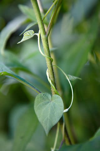 Marty Baldwin Bindweed is known for choking out native species, and it can be extremely difficult to eliminate from your yard.