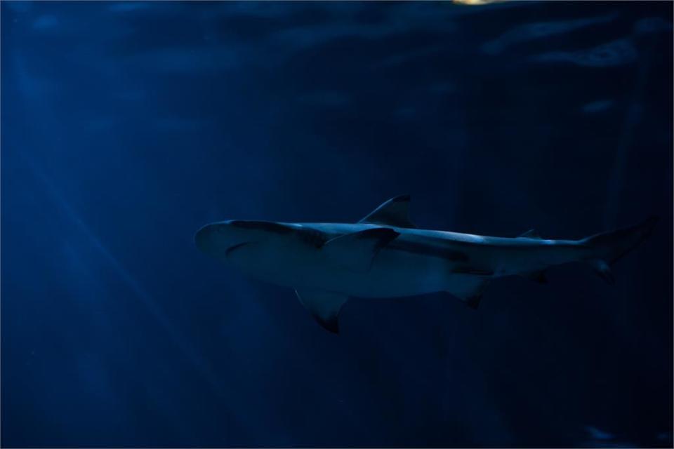 惡鬥1小時！英國男釣3公尺巨鯊　跳出水面驚悚畫面曝光！