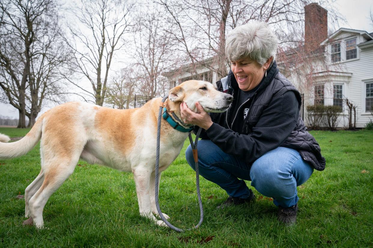 Cody, a male Canaan dog rescued from the West Bank, gets some love from Janet Austin, of Lake Orion, Mich., who is a volunteer with the Detroit Animal Welfare Group (DAWG) in Romeo, Mich., on Friday, April 12, 2024. Currently, they are working with eight rescue dogs brought to them from the West Bank.