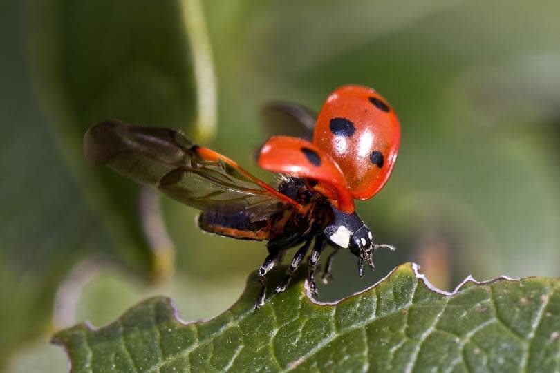 ladybug-743562_1920