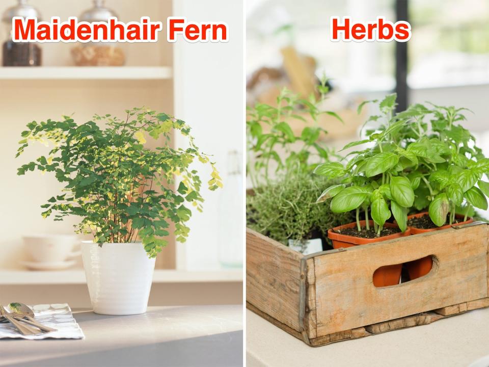 Left: Close-up of a Maidenhair Fern in a kitchen. Right: Herbs in a wooden box in a kitchen.