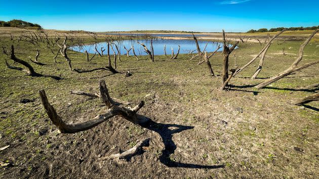 Old tree skeletons are exposed due to extremely low water levels at Colliford Lake near Bodmin on August 12, 2022 in Cornwall, United Kingdom. (Photo: Matt Cardy via Getty Images)