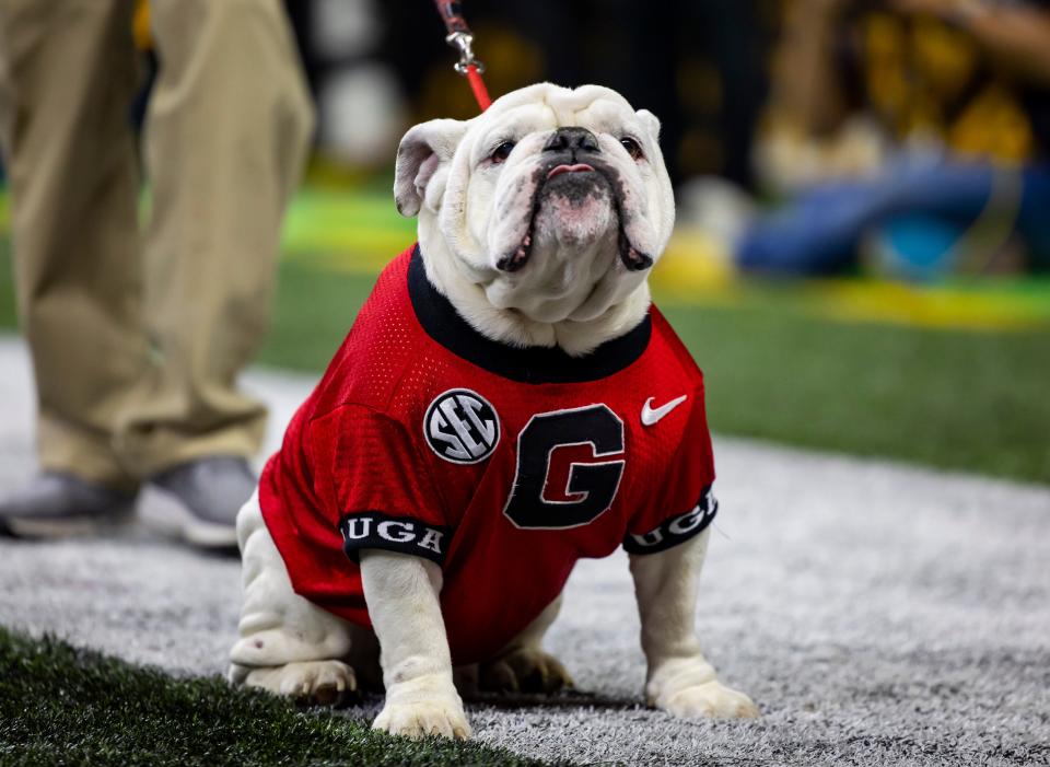 Georgia mascot Uga sits on the sidelines as the team faces Alabama in the 2021 College Football Playoff championship game at Lucas Oil Stadium in Indianapolis.