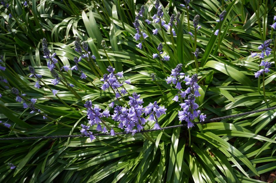 Spanish bluebells, shown at the Brooklyn Botanic Garden last week, are in the asparagus family.