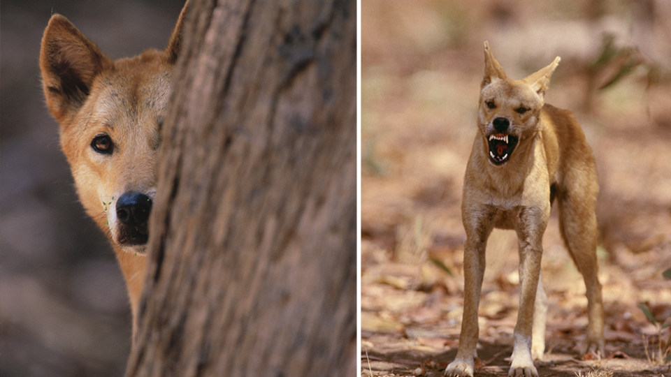 Authorities say dingos north of the fence play an important ecological role, while those to the south should be eradicated. Source: Getty