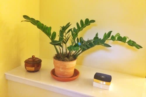 <em>ZZ plant in our bathroom . Photo: Steve Bender Styling: Steve Bender</em>