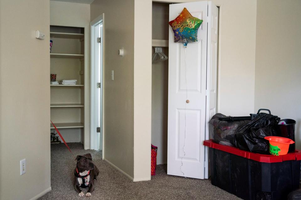 Pepper the dog sits and observes a new apartment in Melvindale on Monday, May 1, 2023.