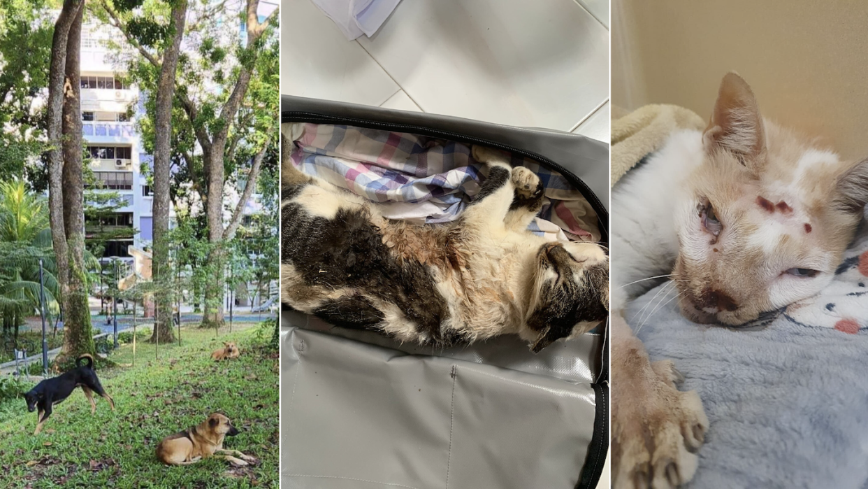 Two stray dogs caught by AVS after killing multiple cats and displaying aggressive behaviour. 