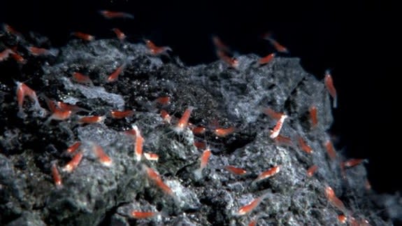 One extreme species, the Thermococcus microbe, can survive on so little energy that until now the chemical reaction it uses wasn't thought able to sustain life. These organisms were found living near deep-sea hydrothermal vents where super-hot