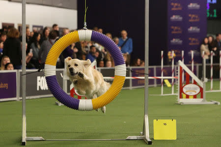 A dog competes in the Masters Agility Championship during the Westminster Kennel Club Dog Show in New York, U.S., February 10, 2018. REUTERS/Caitlin Ochs