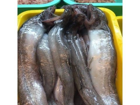 ▲楊丞琳在節目上吃的豆腐魚，就是台灣的「狗母魚」，是屏東東港特產之一。（圖/廚藝公社）