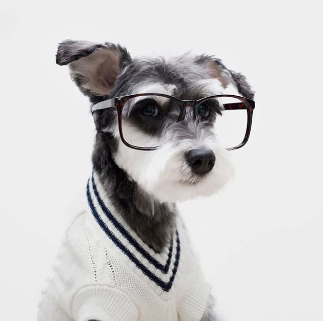 Mr Porter dogs of Instagram.