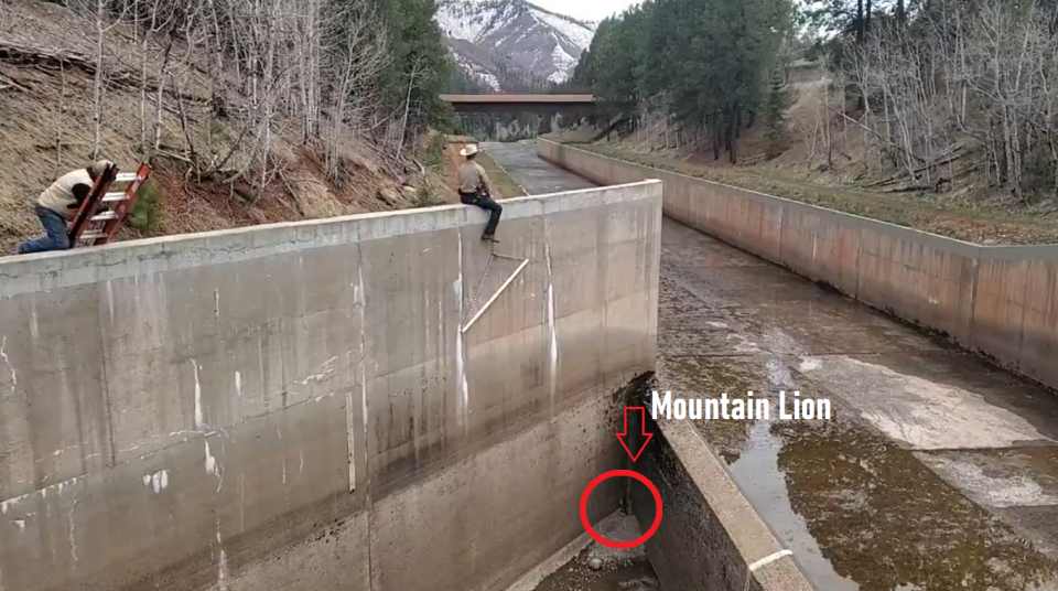 CPW rescues yearling mountain lions from spillway