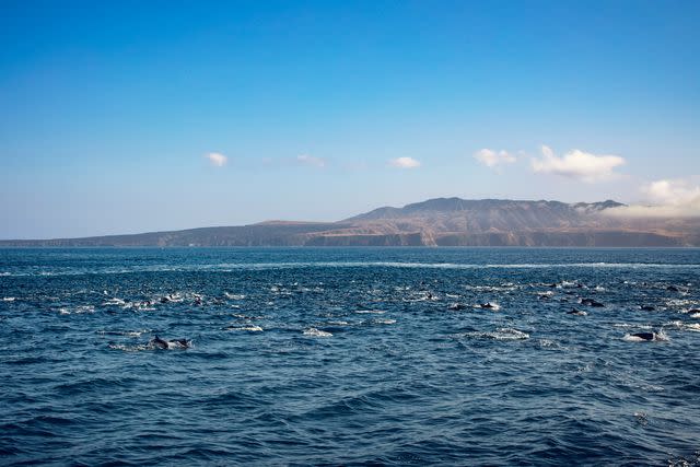 <p>Flying Dawn Marie</p> A pod of common dolphins near Santa Cruz Island.