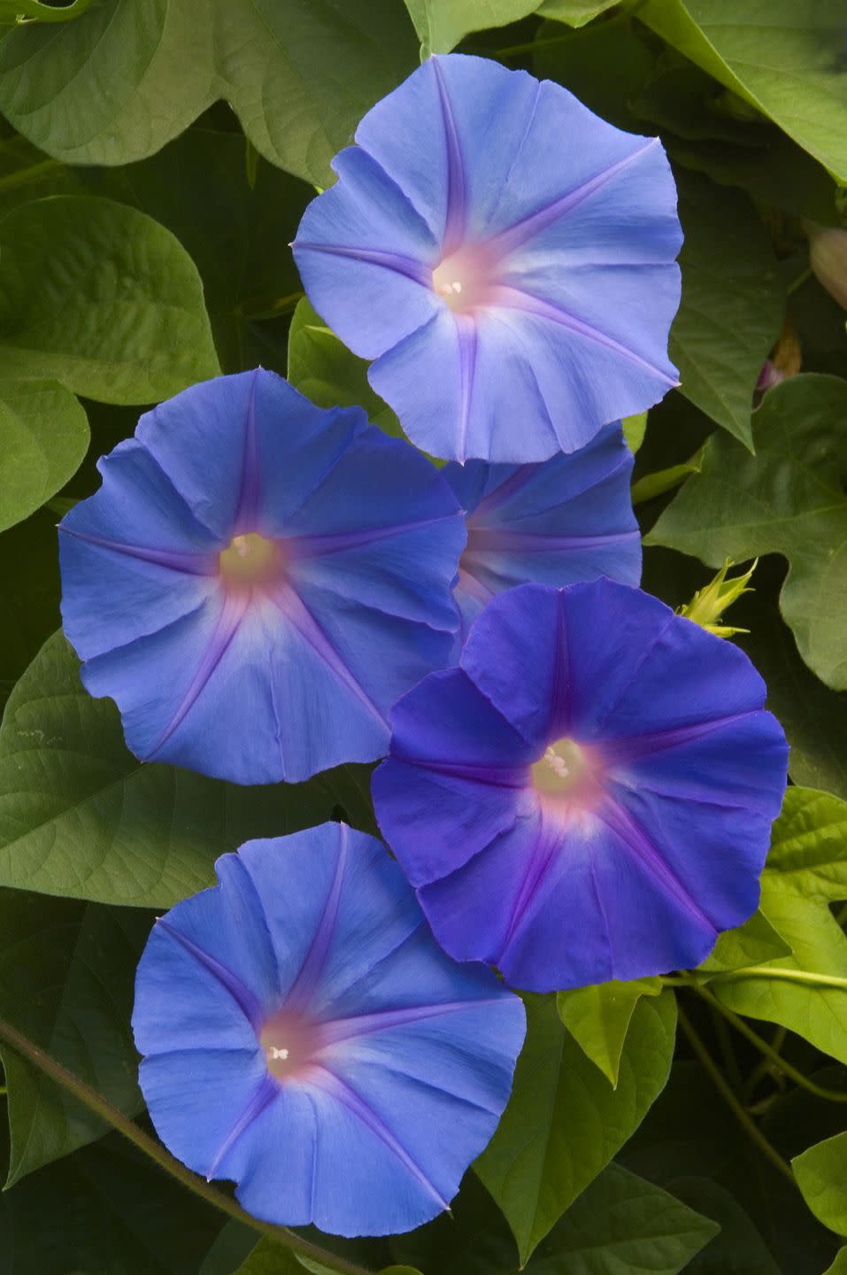 summer flowers