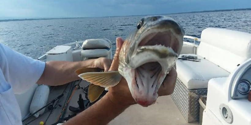 two mouth fish