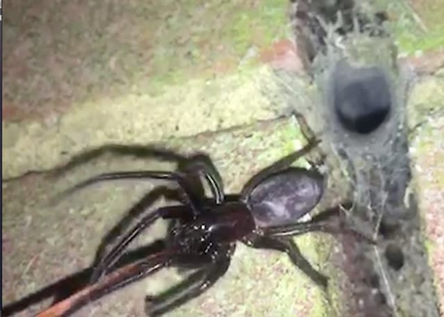 Pest controller finds wall in own house infected with venomous spiders