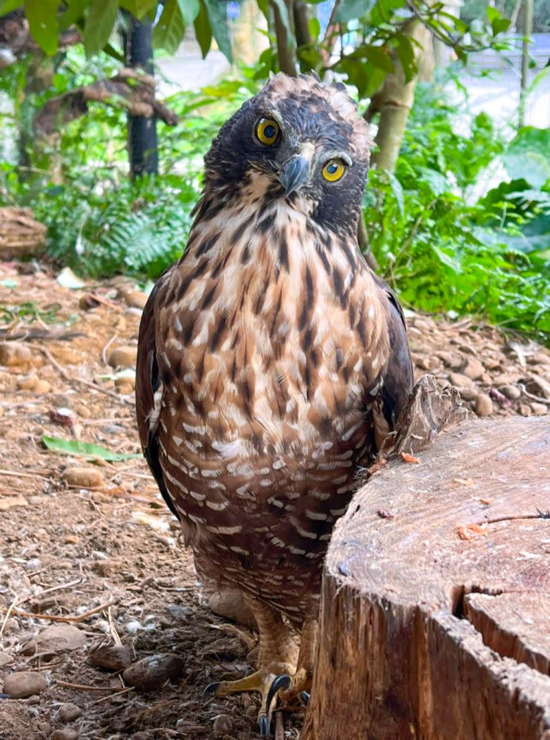 ▲負責打獵的雄鳥，身體嬌小更能靈活狩獵（熊鷹）（圖／臺北市立動物園授權提供,林俊佑攝）