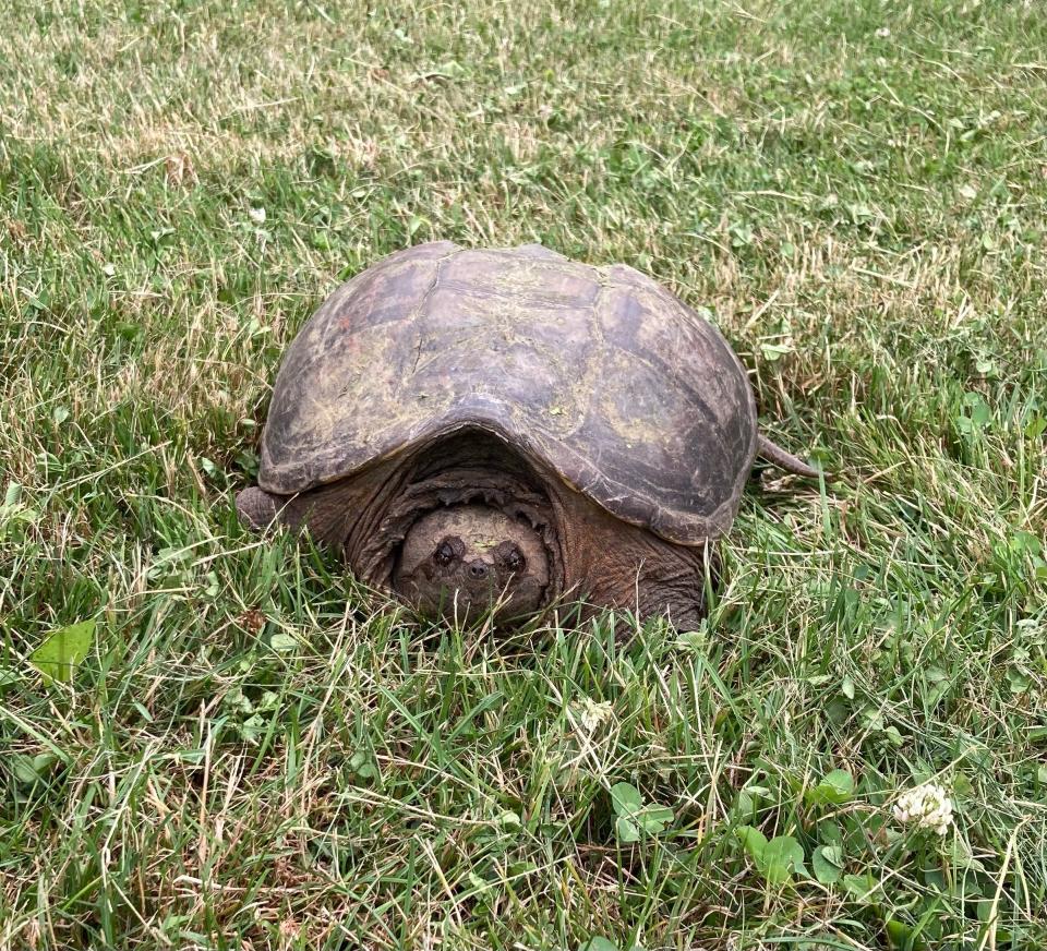 A female snapping turtle was making her way back to her pond home.