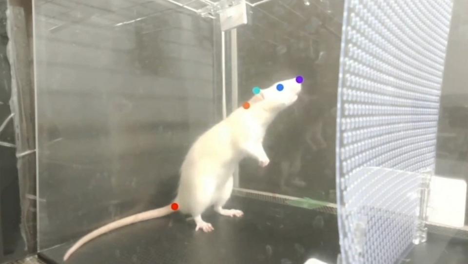 A white rats stands on its hind legs and bobs it head