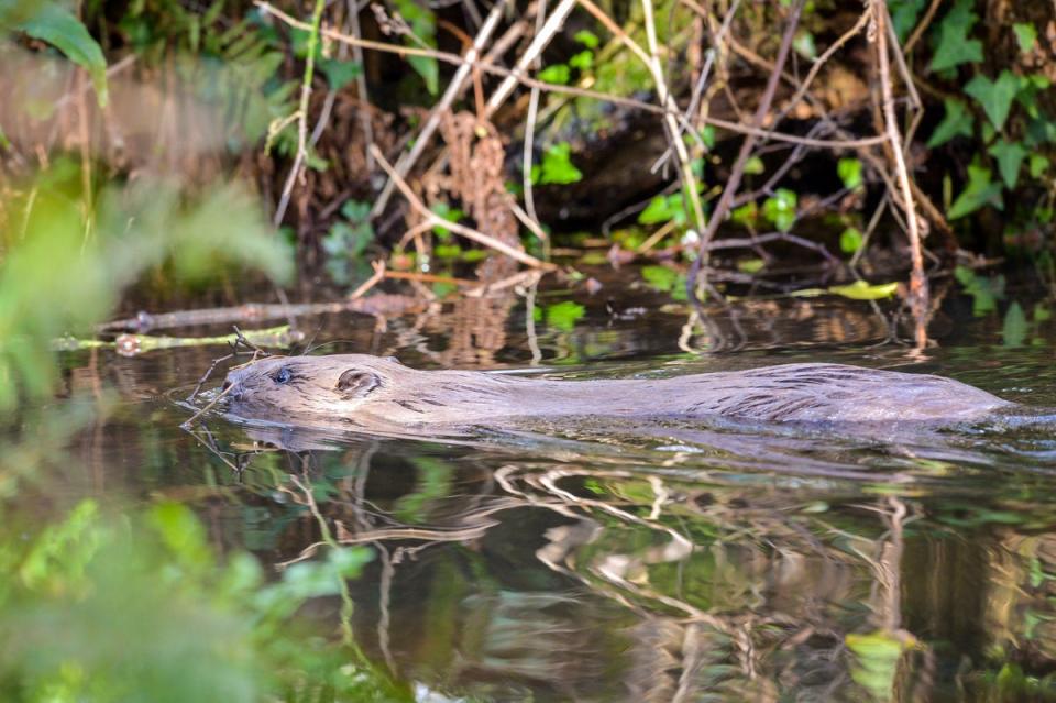 Conservationists back the return of beavers to help restore wetlands (Ben Birchall/PA) (PA Archive)