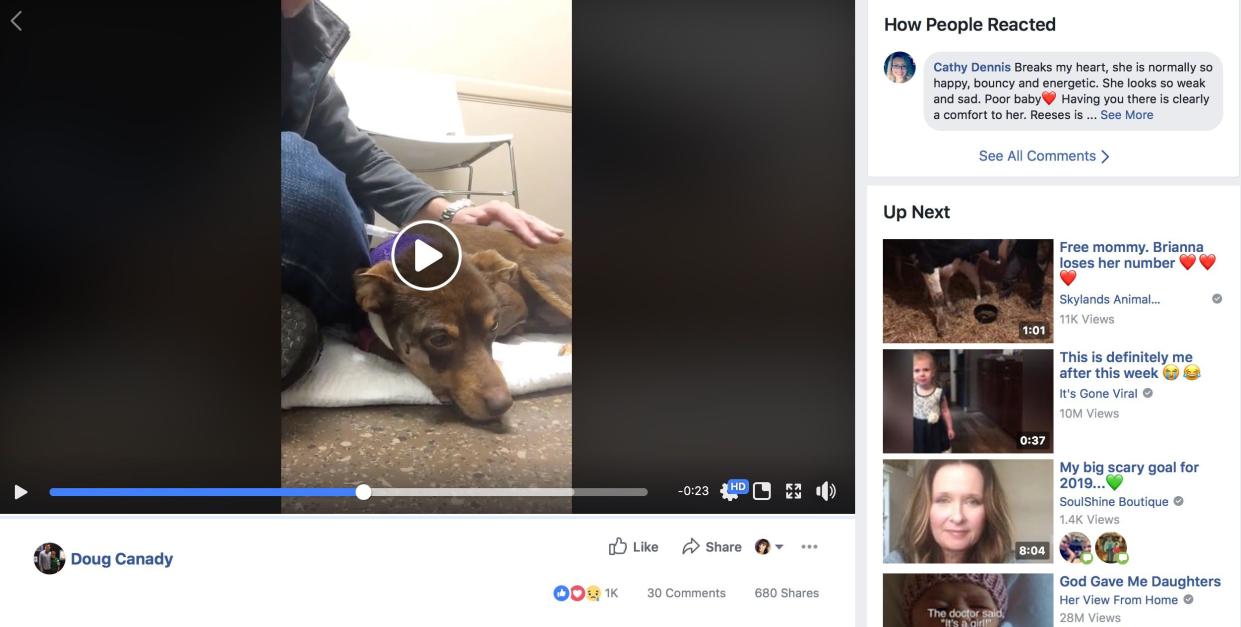 Chihuahua Reese was shot by a police officer who was answering a service call. The officer,  Keenan Wallace, has since been fired by Faulkner County Sheriff’ Office.
