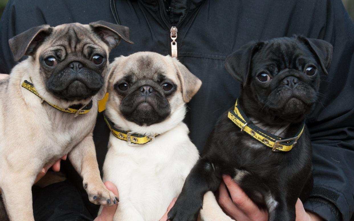 Flat-faced dogs at risk of blindness because overbreeding means their eyes don't fully close - Clive Tagg