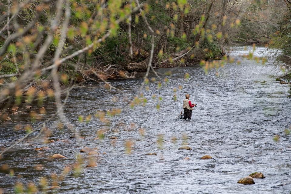 An angler fishes in the Davidson River in the PIsgah National Forest on April 7, 2020.