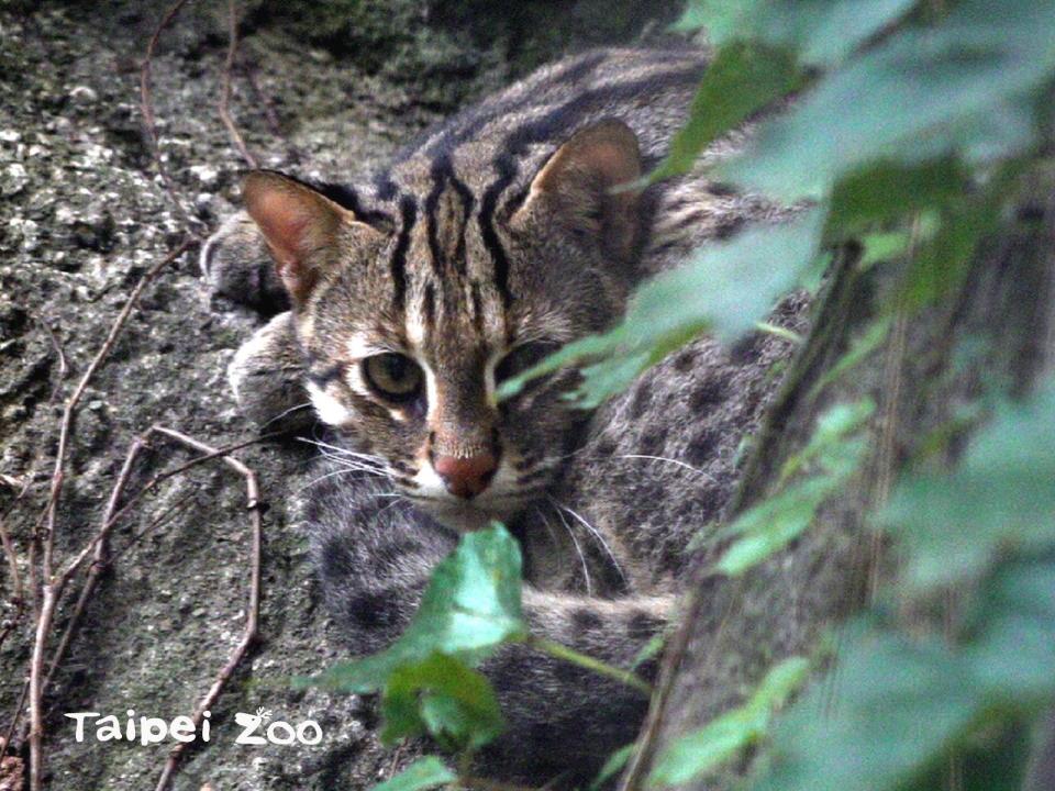 石虎「小魚」當爸爸了！（圖取自台北動物園網站）