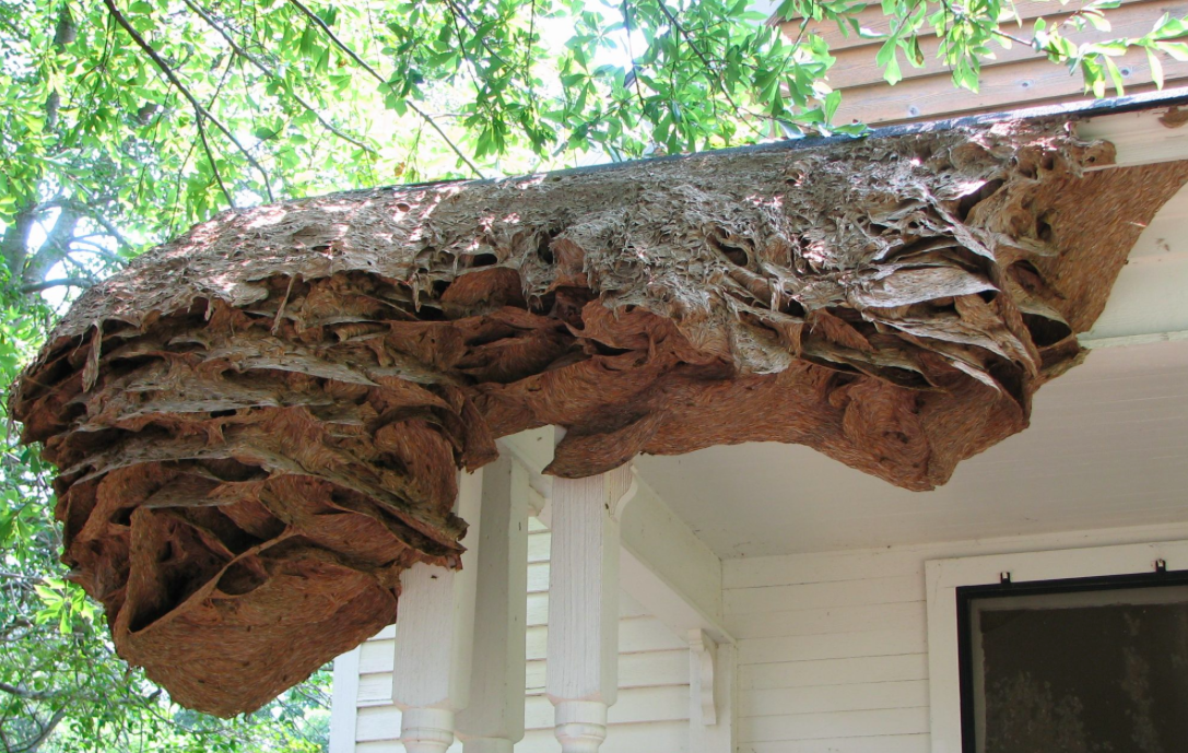 Wasps nest as big as this one could return to Alabama this summer (Picture: Alabama Cooperative Extension System)