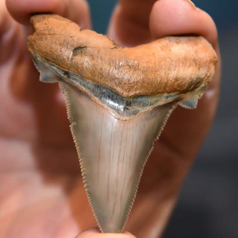 Fossil enthusiast Philip Mullaly holds a giant shark tooth - Credit: WILLIAM WEST/AFP