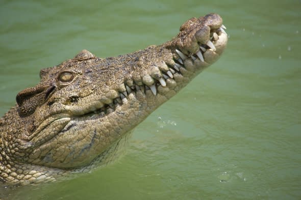 Man dragged off boat and killed by crocodile in front of family in Australia