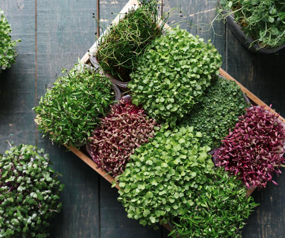 Microgreens