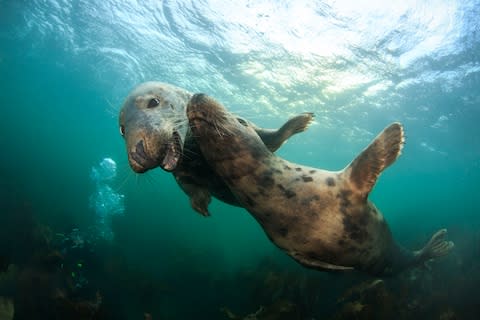 Try snorkelling with seals - Credit: BERNARD RADVANER