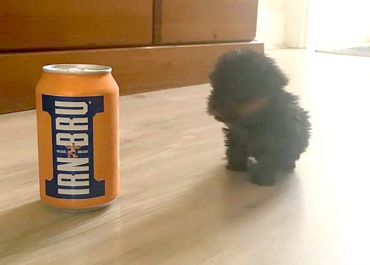 Tim is no bigger than a can of Irn-Bru (Picture: SWNS)