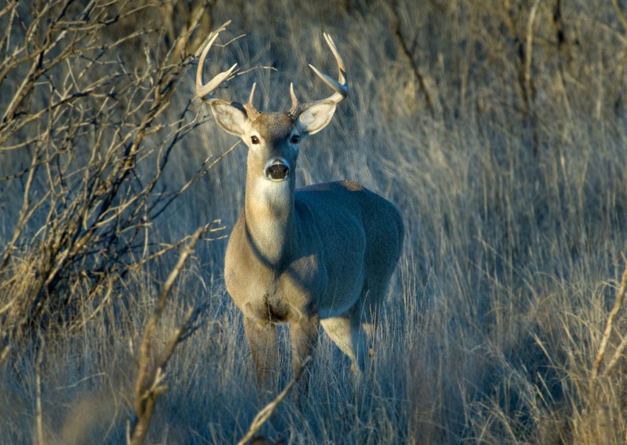 A whitetail deer in the mesquite of Texas. (Photo: JudiLen via Getty Images)