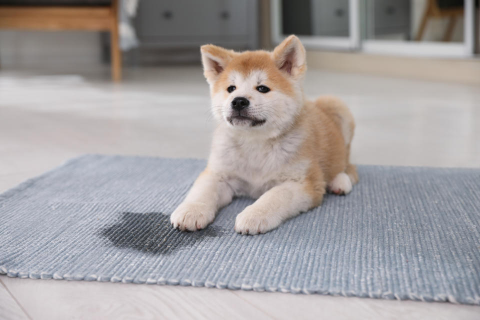 A small Shiba Inu puppy lying on a mat indoors, looking forward