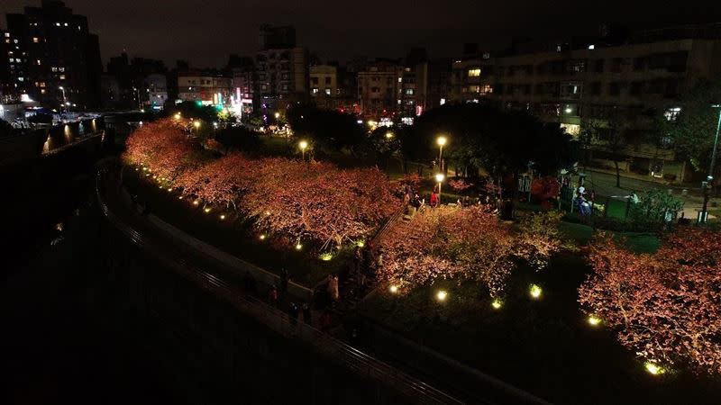 樂活夜櫻季在3日正式開幕，各式品種櫻花爭相綻放。（圖／北市工務局提供）