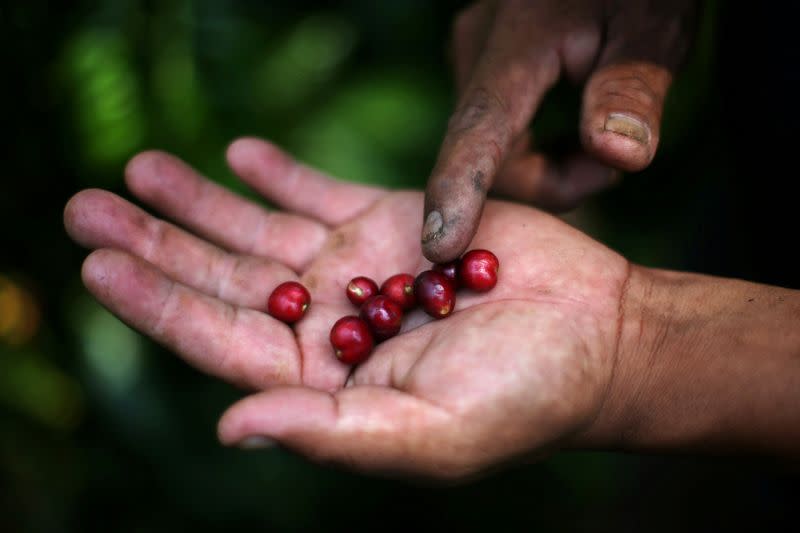 FOTO DE ARCHIVO: Los frutos de café recién cosechados son fotografiados en una plantación en Tepezonapa