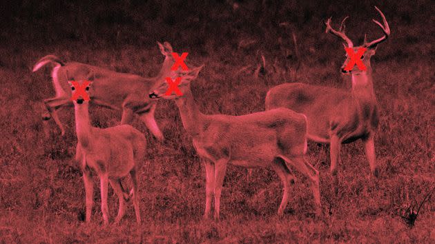 A rancher outside Dallas is refusing to exterminate his herd, despite several deer testing positive for CWD, a fatal brain disease. (Photo: Illustration: Chris McGonigal/HuffPost; Photo: Getty Images)