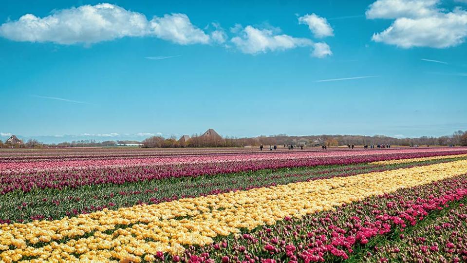 齊佩花田（Image Source : Getty Creative/iStockphoto）