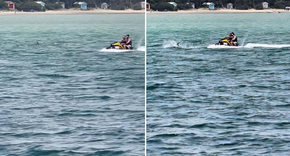 Jet skiers driving too close to dolphins in Victoria amid fine warning.